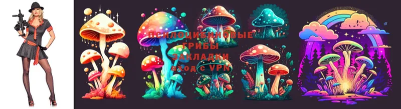 купить   Кизляр  Галлюциногенные грибы Cubensis 